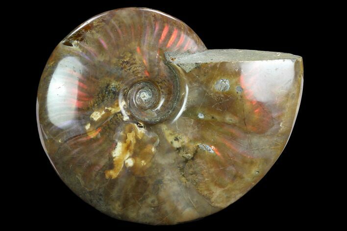 Flashy Red Iridescent Ammonite - Wide #127910